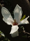 image/_magnolie_blomst-31.jpg