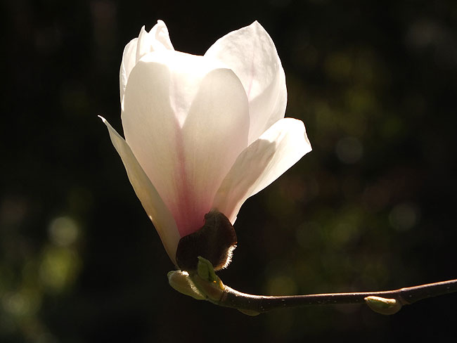 image/magnolie-8629.jpg