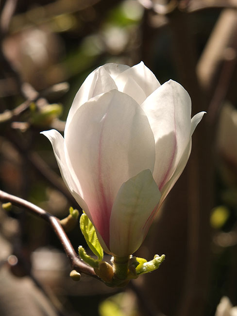 image/magnolie_blomst-8608.jpg
