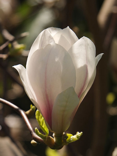 image/magnolie_blomst-8609.jpg