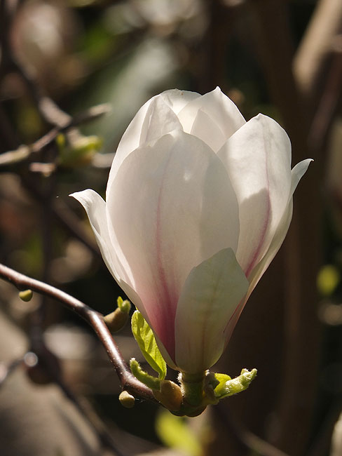 image/magnolie_blomst-8610.jpg