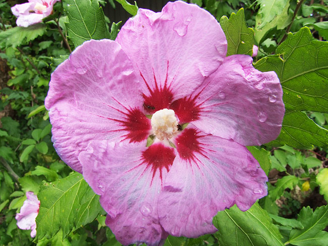 image/hibiscus_blomst-198.jpg