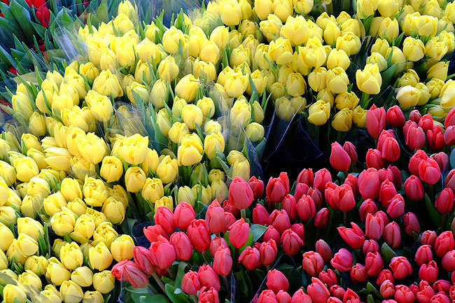image/tulipaner-5112.jpg