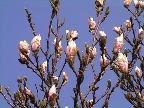 image/_magnolie_knopper-65.jpg