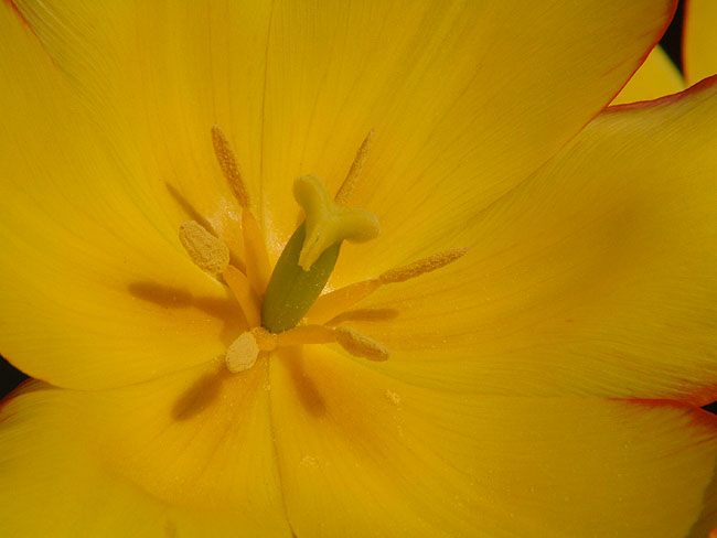 image/gul_tulipan-54.jpg
