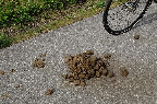 image/_hestepaere_cykelsti-8851.jpg