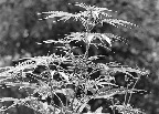 image/_hampeplante-8971.jpg