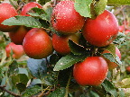 image/_graese_frugtplantage-13.jpg