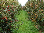 image/_graese_frugtplantage-14.jpg