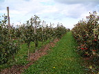 image/_graese_frugtplantage-17.jpg