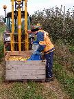 image/_plukke_aebler-18.jpg
