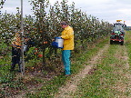 image/_plukke_aebler-20.jpg