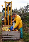 image/_plukke_aebler-27.jpg