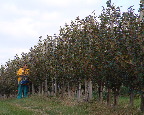 image/_plukke_aebler-29.jpg