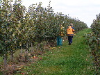 image/_plukke_aebler-31.jpg