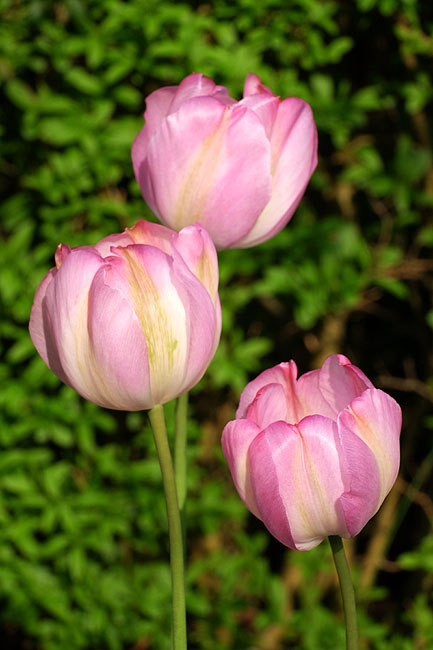 image/tulipaner-7588.jpg