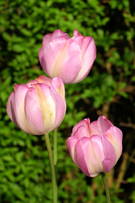 image/tulipaner-7589.jpg