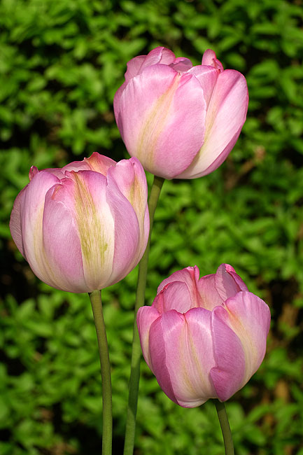 image/tulipaner-7591.jpg