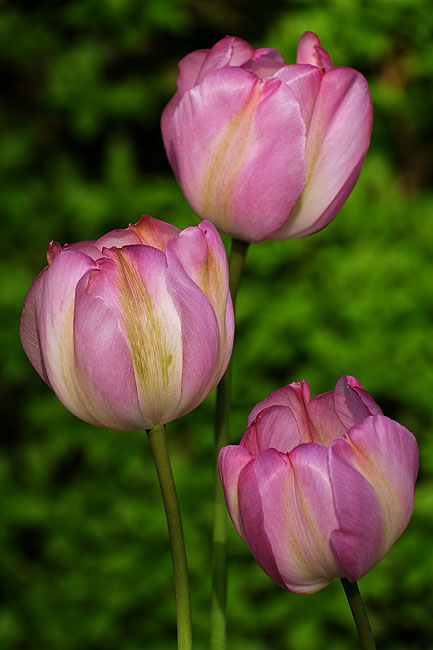 image/tulipaner-7596.jpg