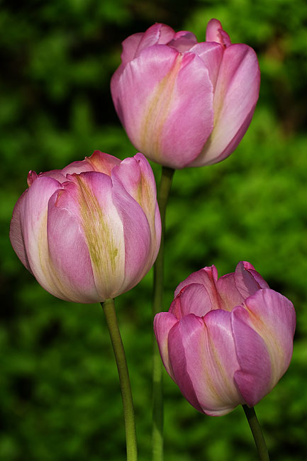 image/tulipaner-7597.jpg