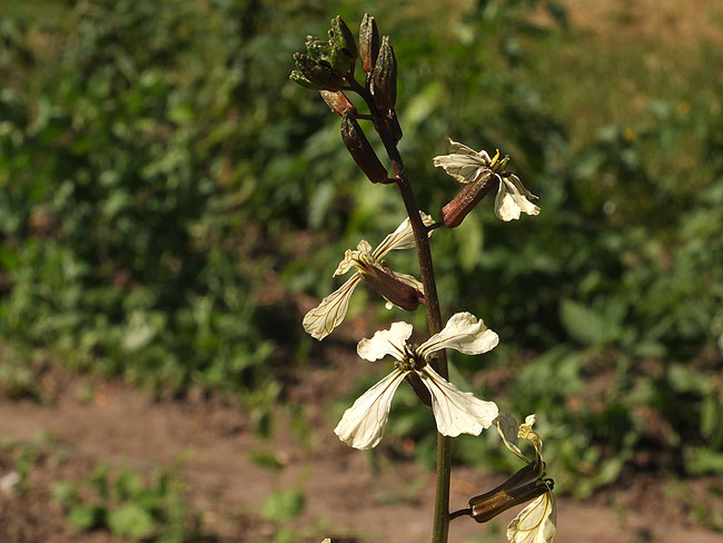 image/rucola_blomster-962.jpg