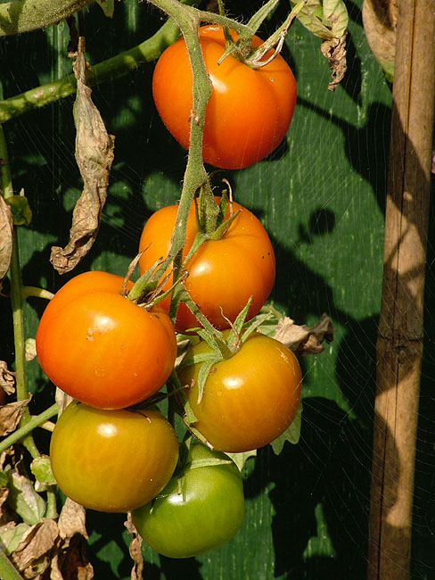 image/tomater-13.jpg