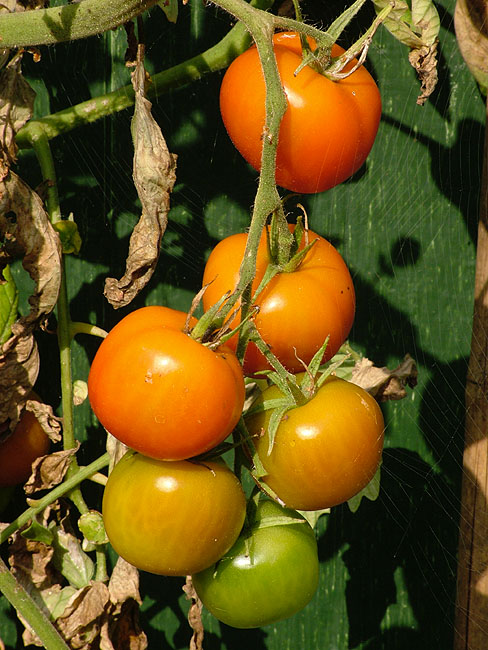 image/tomater-14.jpg