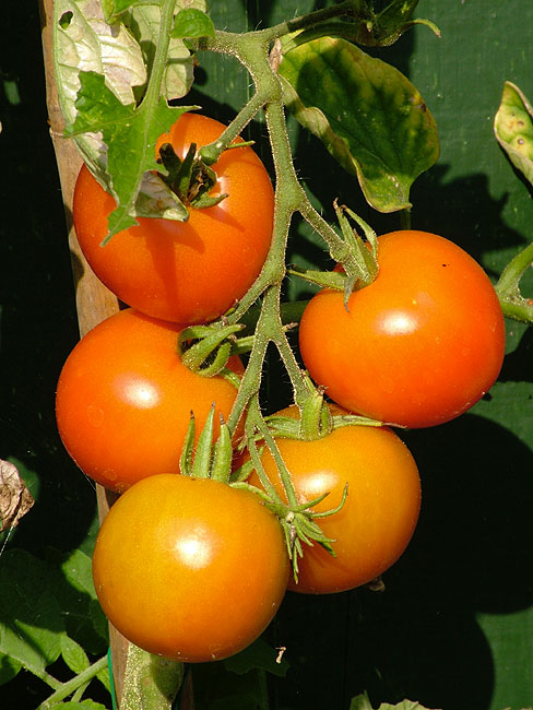image/tomater-15.jpg