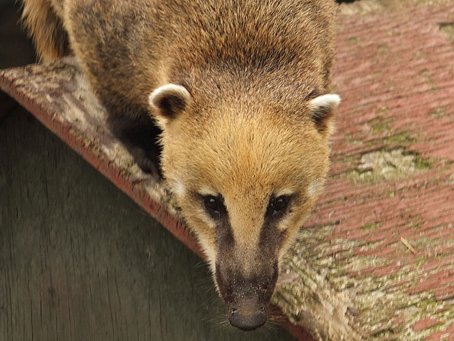 image/oroe_dyrepark-0860.jpg