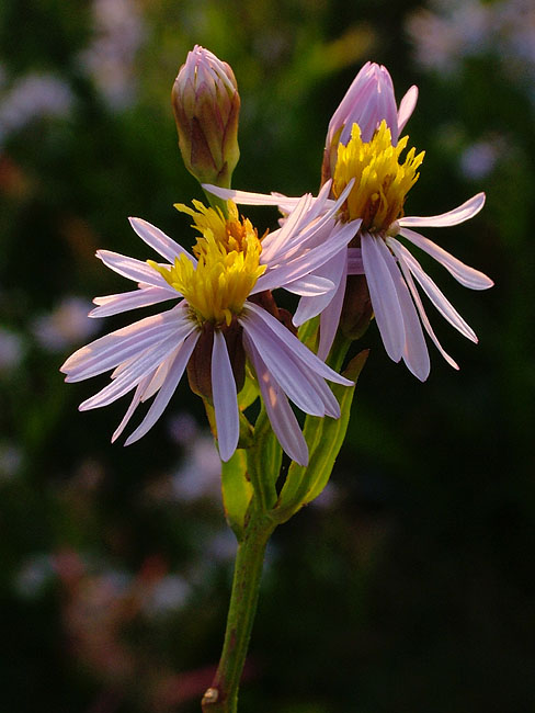 image/strand_asters-01.jpg