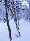 image/_landskab_vinter-74.jpg