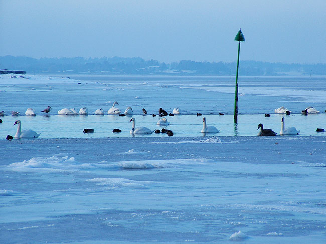 image/roskilde_fjord-vinter-92.jpg