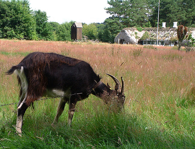 image/frilandsmuseet-0067.jpg