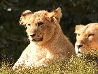 image/_odense_zoo-1997.jpg