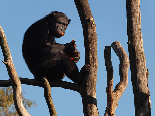 image/odense_zoo-1804.jpg