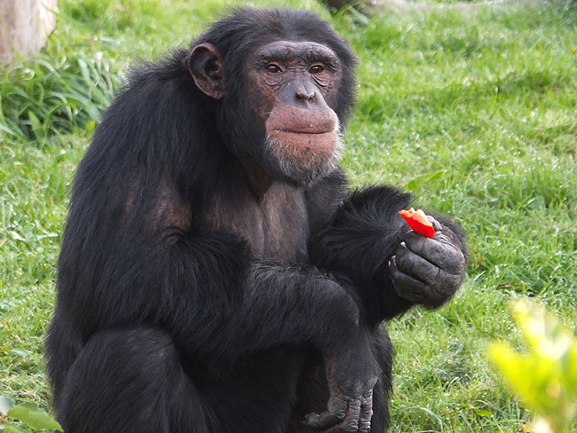 image/odense_zoo-1808.jpg