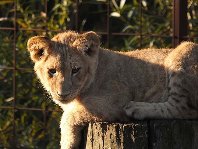 image/odense_zoo-1817.jpg