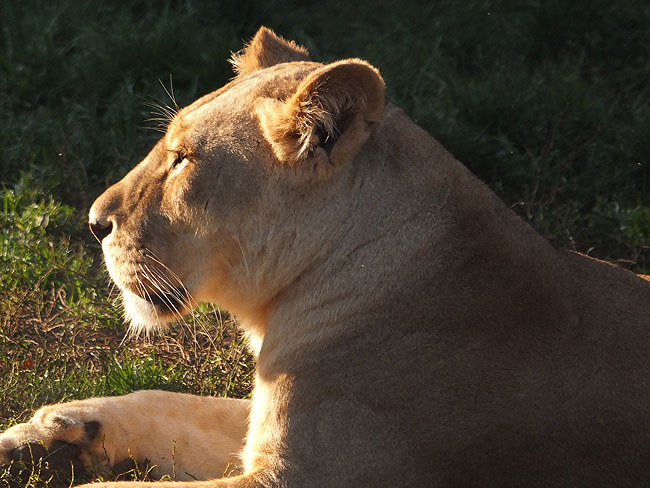 image/odense_zoo-1818.jpg