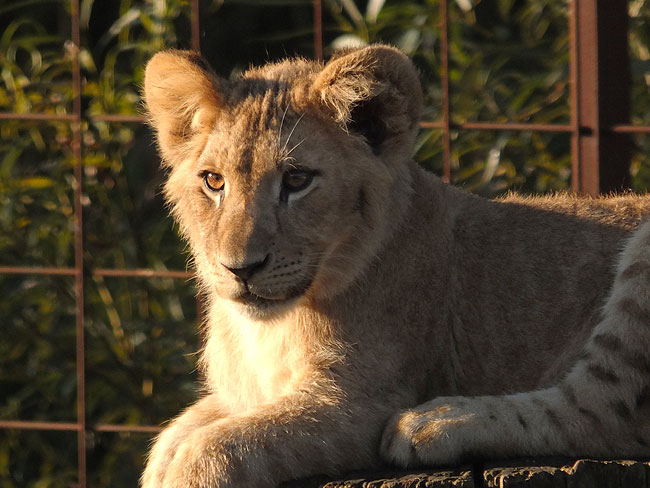 image/odense_zoo-1824.jpg