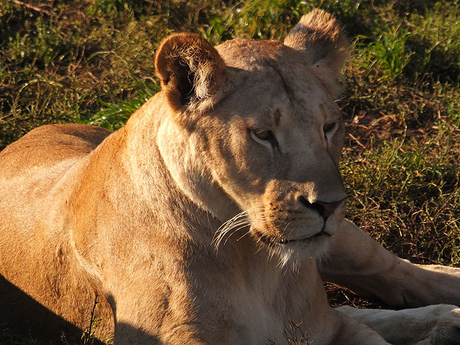 image/odense_zoo-1825.jpg