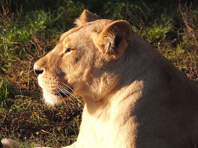 image/odense_zoo-1827.jpg