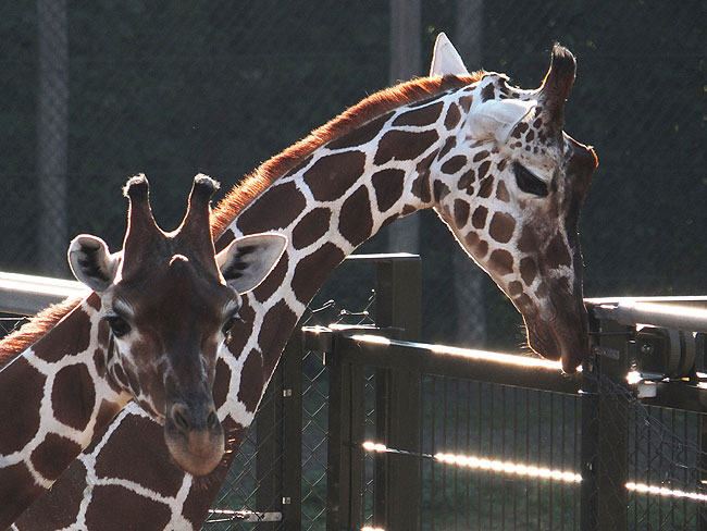 image/odense_zoo-1844.jpg