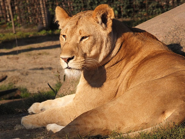 image/odense_zoo-1867.jpg