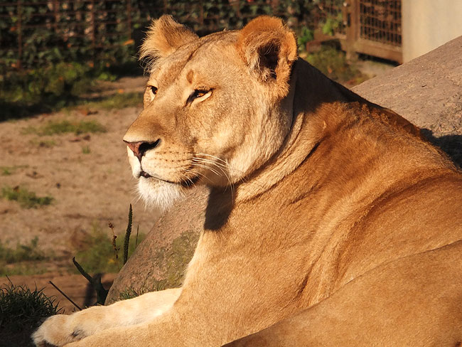 image/odense_zoo-1868.jpg