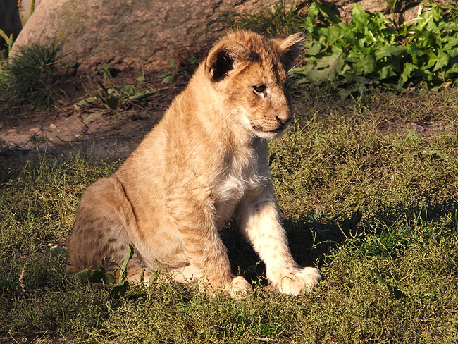 image/odense_zoo-1874.jpg