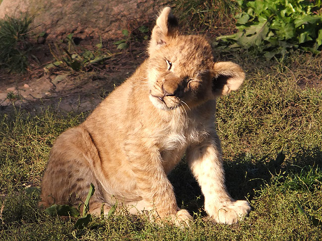 image/odense_zoo-1875.jpg