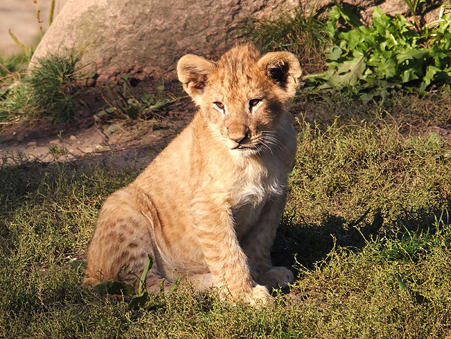 image/odense_zoo-1878.jpg