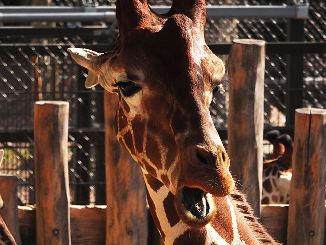 image/odense_zoo-1943.jpg