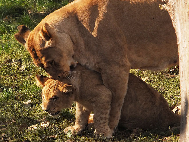 image/odense_zoo-1946.jpg