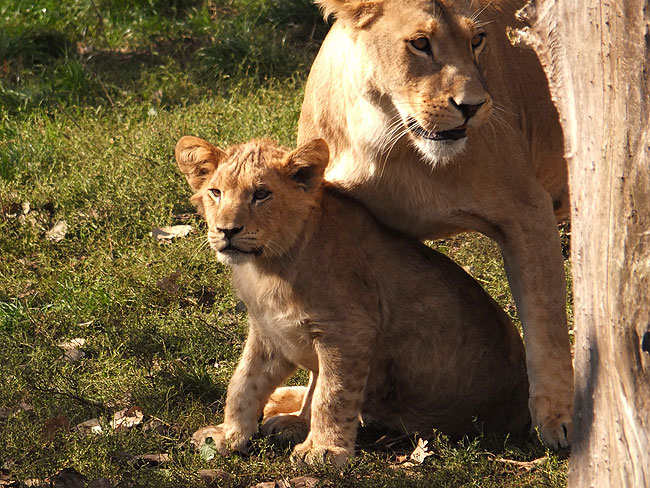 image/odense_zoo-1947.jpg